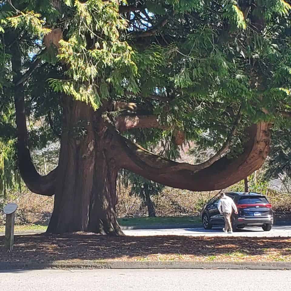 Huge Western Red Cedar in the parking lot of Redwood Park in Surrey British Columbia. Many mature species can be found in this park in Western Canada.