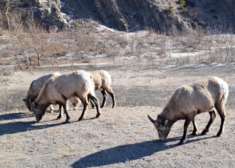 Wildlife viewing in Jasper National Park is a year round adventure enjoyed by many travellers.