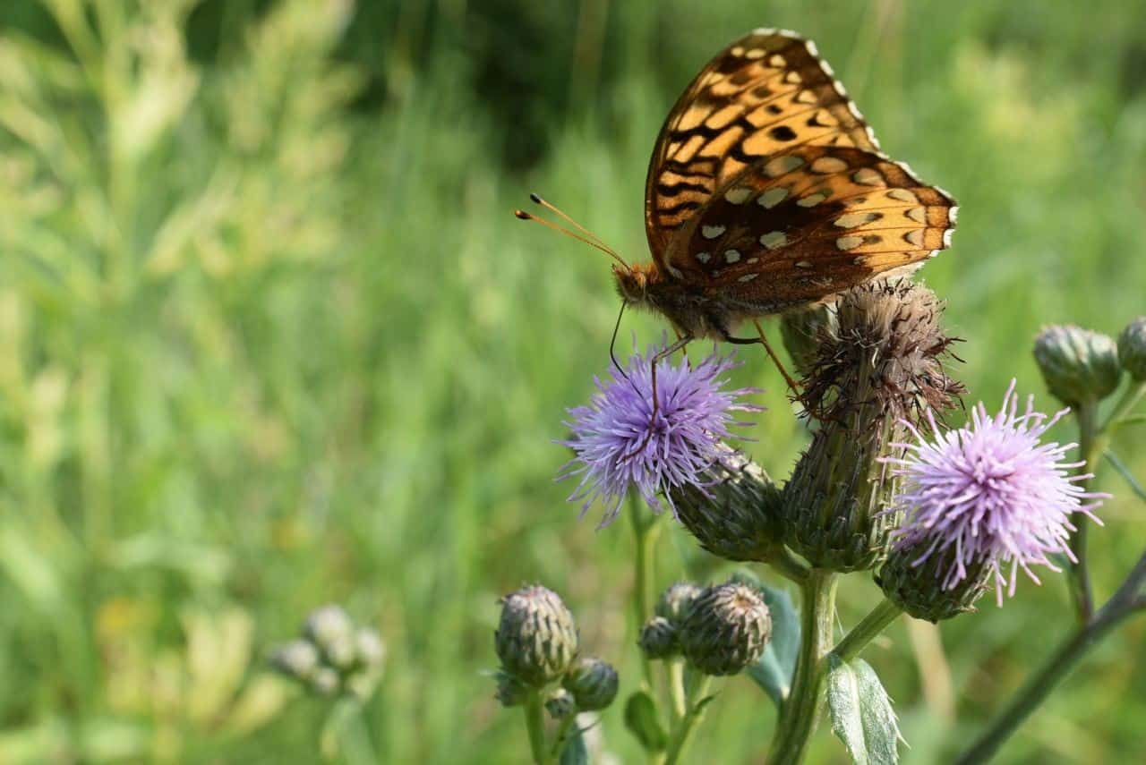 Wildlife, birds, butterflies, and wildflowers making hiking Manitoba's Crocus Trail in summer a joy for birders, nature enthusiasts, hikers, and families our for picnic.