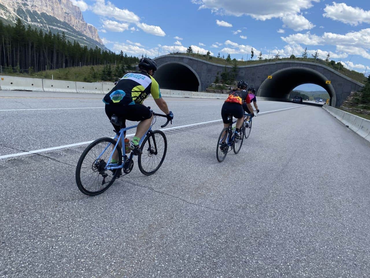 These wildlife overpasses and highway fencing in Banff National Park have reduced animal-vehicle collisions by over 80% and more than 96% for deer and elk. These wildlife overpasses are essential for keeping both people and animals safe in the national park in Canada's Rocky Mountains.