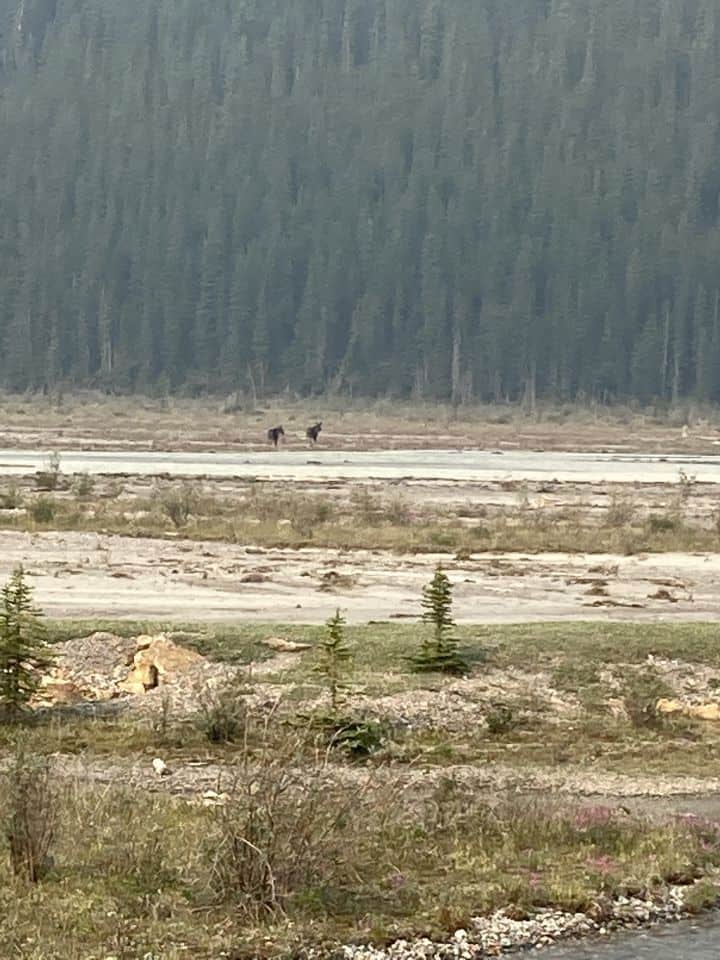 Known for its wildlife, Jasper National Park never disappoints as we spotted a pair of moose running across the valley from the Icefields Parkway in the Canadian Rocky Mountains.