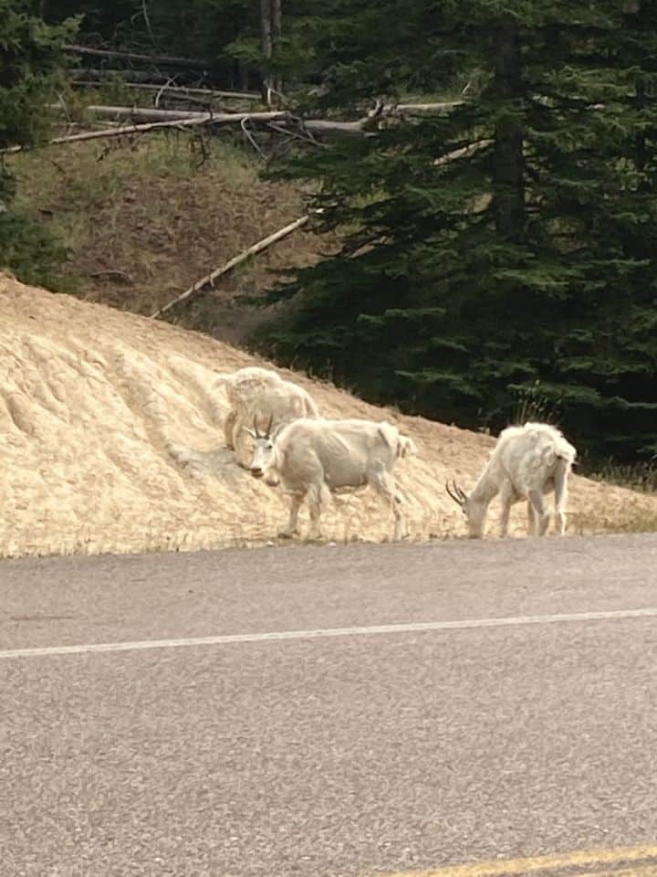 Mountain Goats along the Icefields Parkway in Jasper National Park Alberta Canada. Wildlife is a common sight in Jasper.