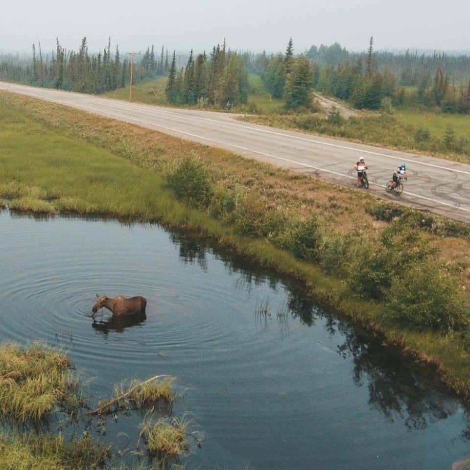 Lots of wildlife to see in Alaska and Canada's North. Two cyclists stop to see a moose wading in a pond next to the road