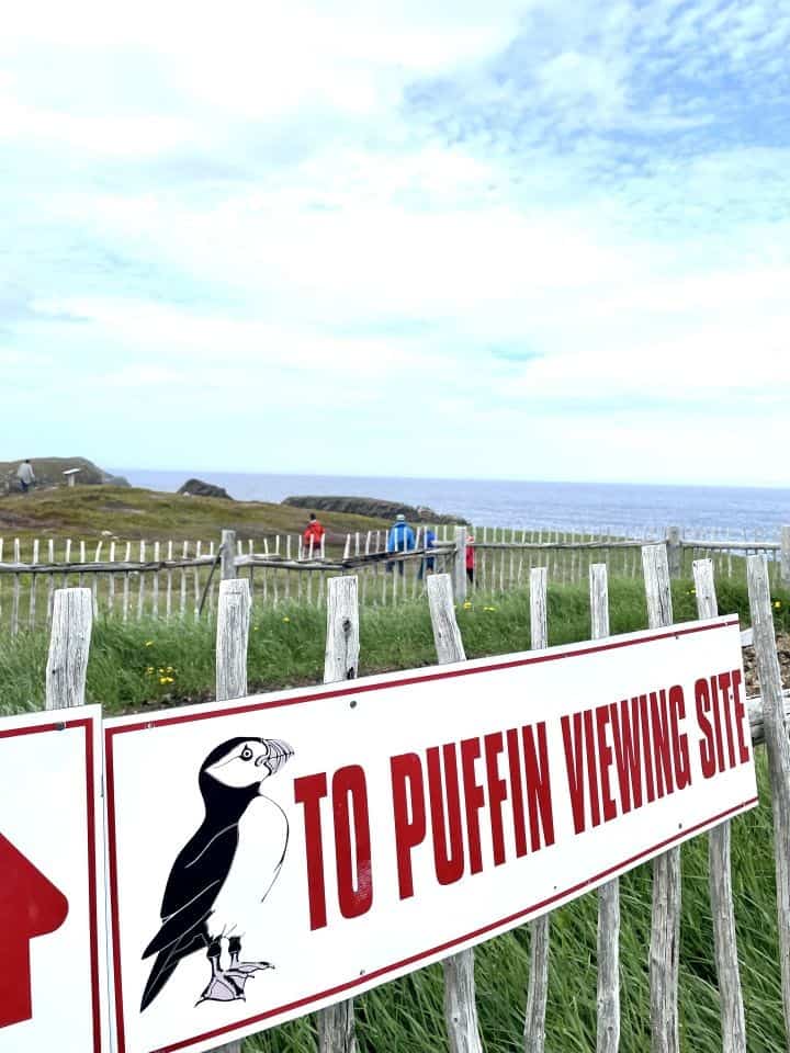 The best puffin viewing site is located on puffin island in Elliston Newfoundland on the East Coast of Canada.