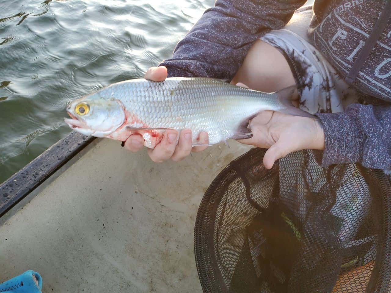 Goldeye Fish fishing alberta