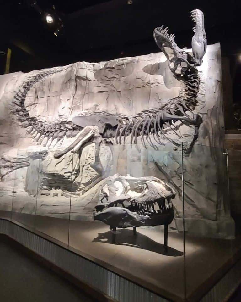 Black beauty is located at the Royal Tyrrell Museum in Drumheller Alberta Canada