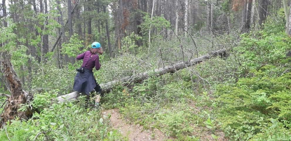 There were plenty of fallen trees on the Devona Lookout Trail to climb over in Jasper National Park Alberta Canada