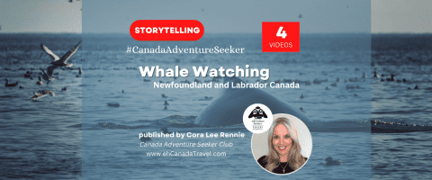 Whale-Watching-Newfoundland