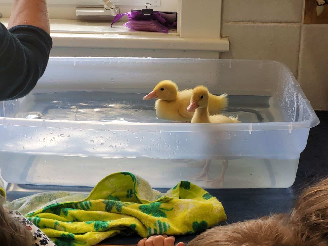 Raise your own ducks in BC Canada. Vernon Teach and Learn raise your own ducks program. Great program for young children in BC Canada.