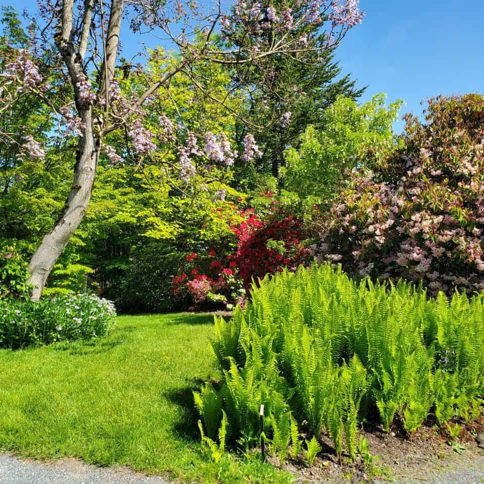 The Darts Hill Garden Park is laid out so attractively. Photographers will enjoy the variety of scenes as well as the beauty of the flowers.
