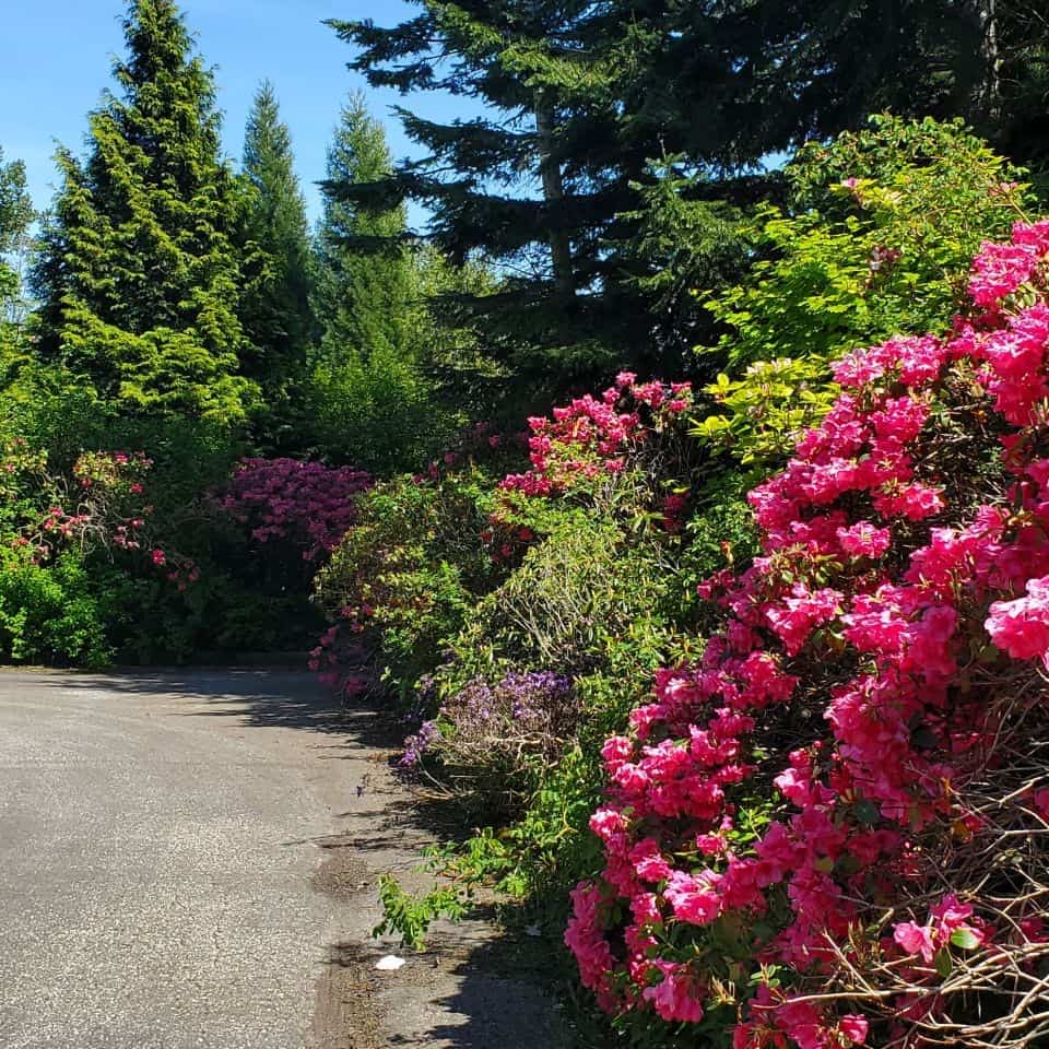 Ample parking at Darts Hill Garden Park in Surrey British Columbia Canada. Over 7 acres of footpaths to stroll through. Rhododendron and azalea in full bloom. Bring your camera.
