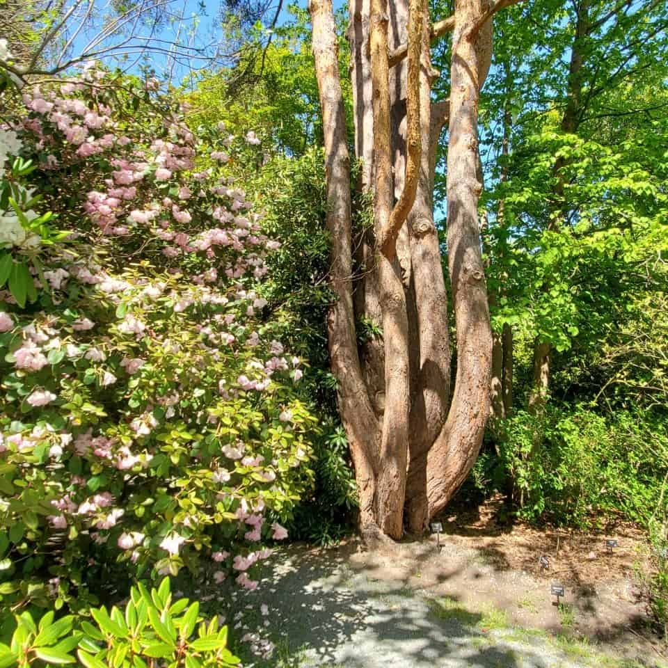 Trees have been collected from around the world and can be seen in Darts Hill Garden. As visitors move through trails and pathways, they can enjoy unusual trees and shrubs.