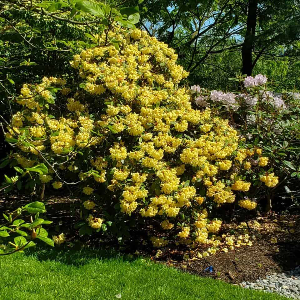 A collection of mature rhododendron and azalea can be found on the hillside garden at Darts Hill just an hour from Vancouver British Columbia.