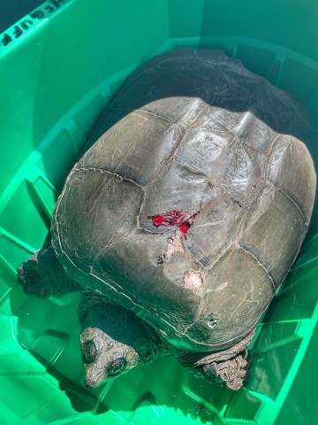 Snapping Turtle in Ontario Canada. Rescuing an injured Snapping Turtle on the Trans-Canada Highway.