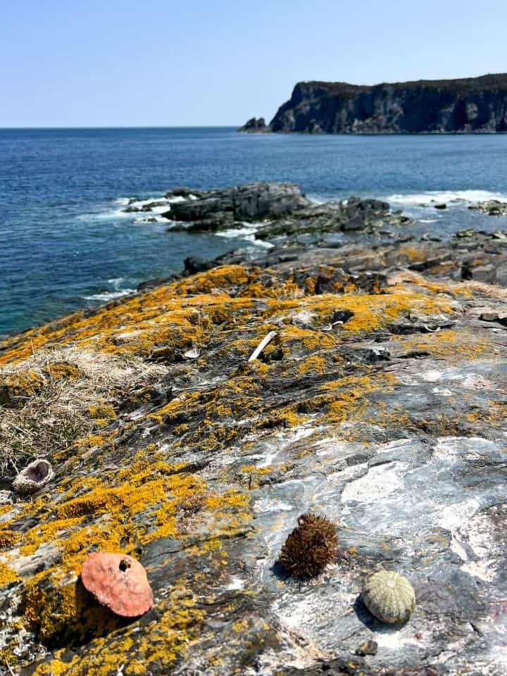 Hiking along the coastline near Brigus South NL was full of surprises left behind by gulls and other sea birds.