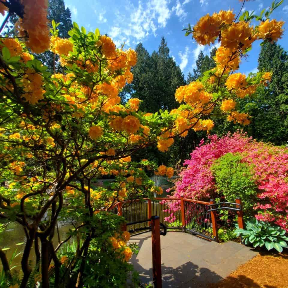 Mature shrubs and trees are plentiful. Visitors stopped often to take photographs. It was very relaxing as the number of visitors each hour is limited.