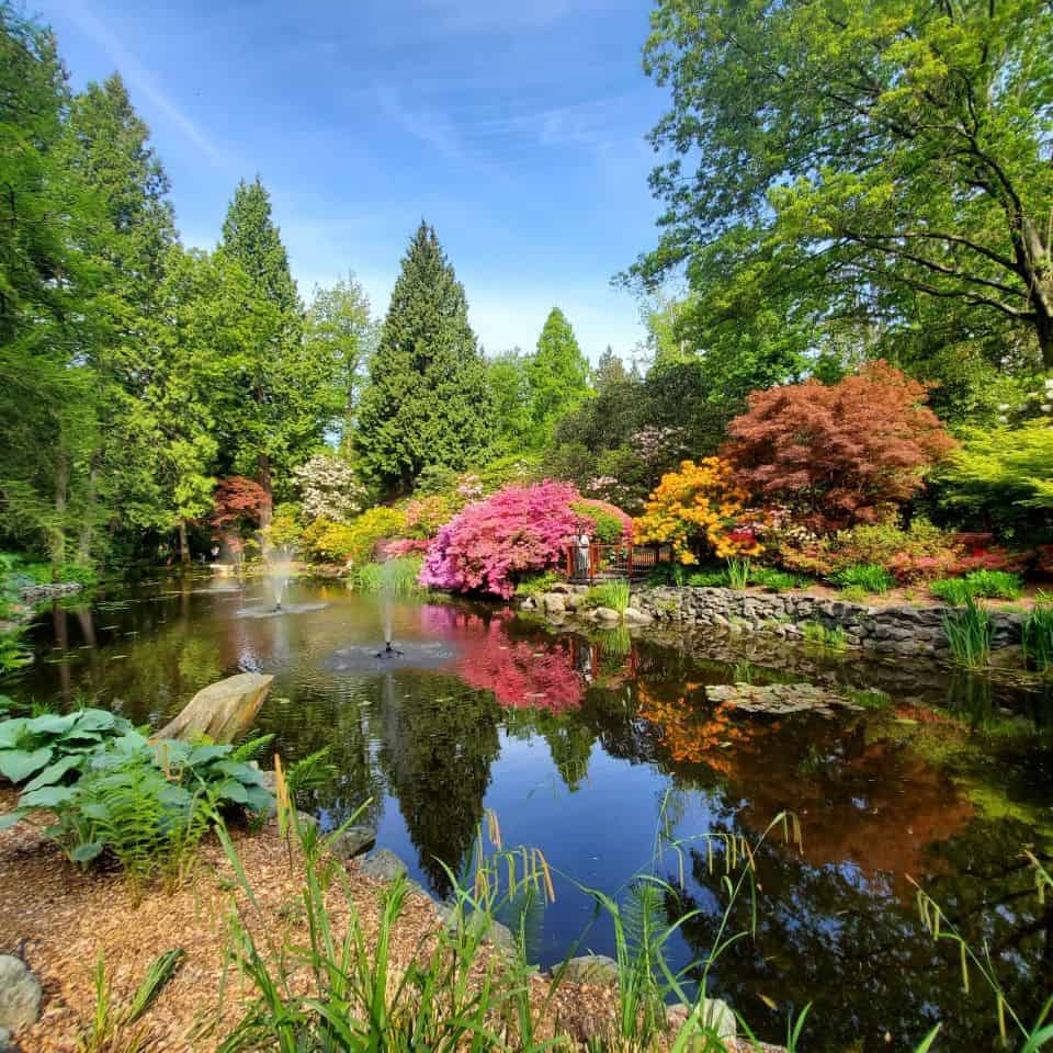 This large pond with water fountains is one of three water features at The Glades in Surrey BC Canada. Colours from rhododendrons and azaleas reflect in the water.