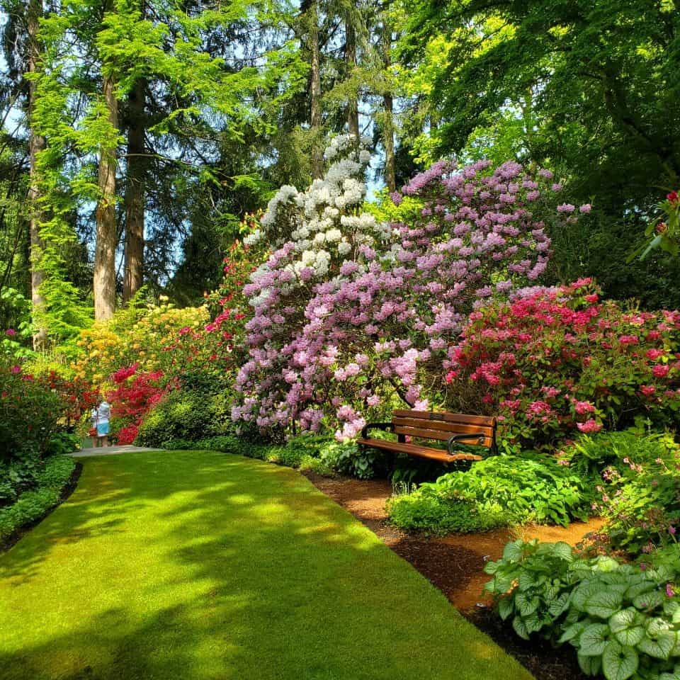 Well manicured lawn with bench nestled beside mature rhododendron bushes. Visitors enjoying the beautiful blossoms.
