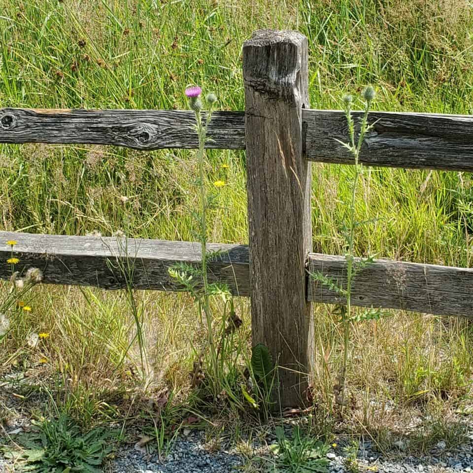 The split rail fences are low allowing movement of animals into and around the park. Nearby E Creek has Coho salmon returning each year.