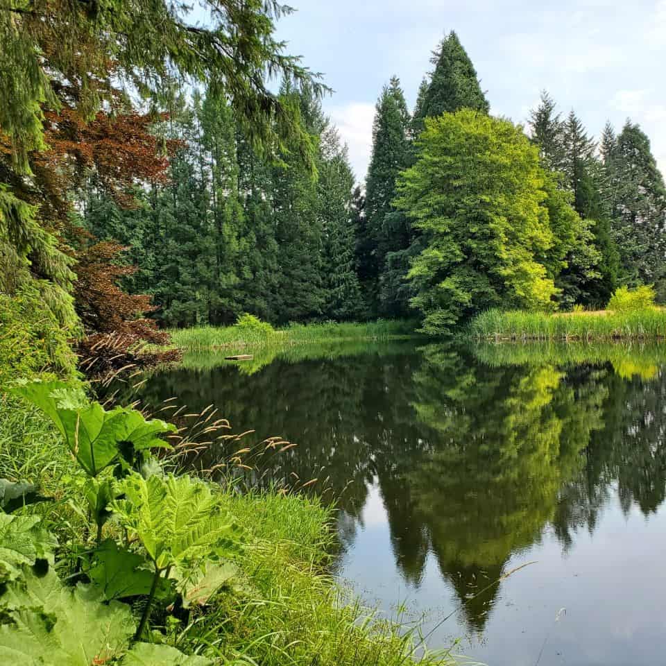 The Godwin Farm Biodiversity Preserve Park in Surrey British Columbia Canada was originally part of the Godwin family farm. The Godwin family created this pond years ago. It has been stocked with fish from time to time. There is no fishing permitted there now.