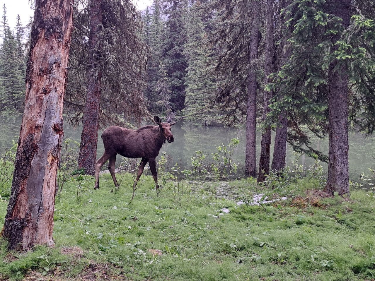 A young moose watches campers eating their breakfasts near the shores of Jacques Lake in Jasper National Park