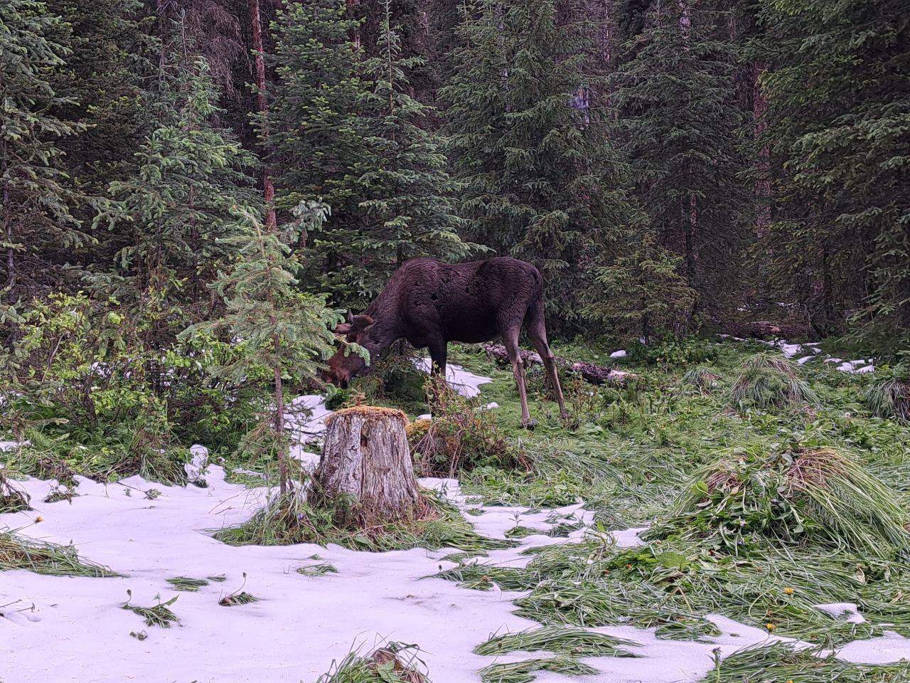 A moose eats breakfast next to some campers at the Jacques Lake Campground in Jasper National Park
