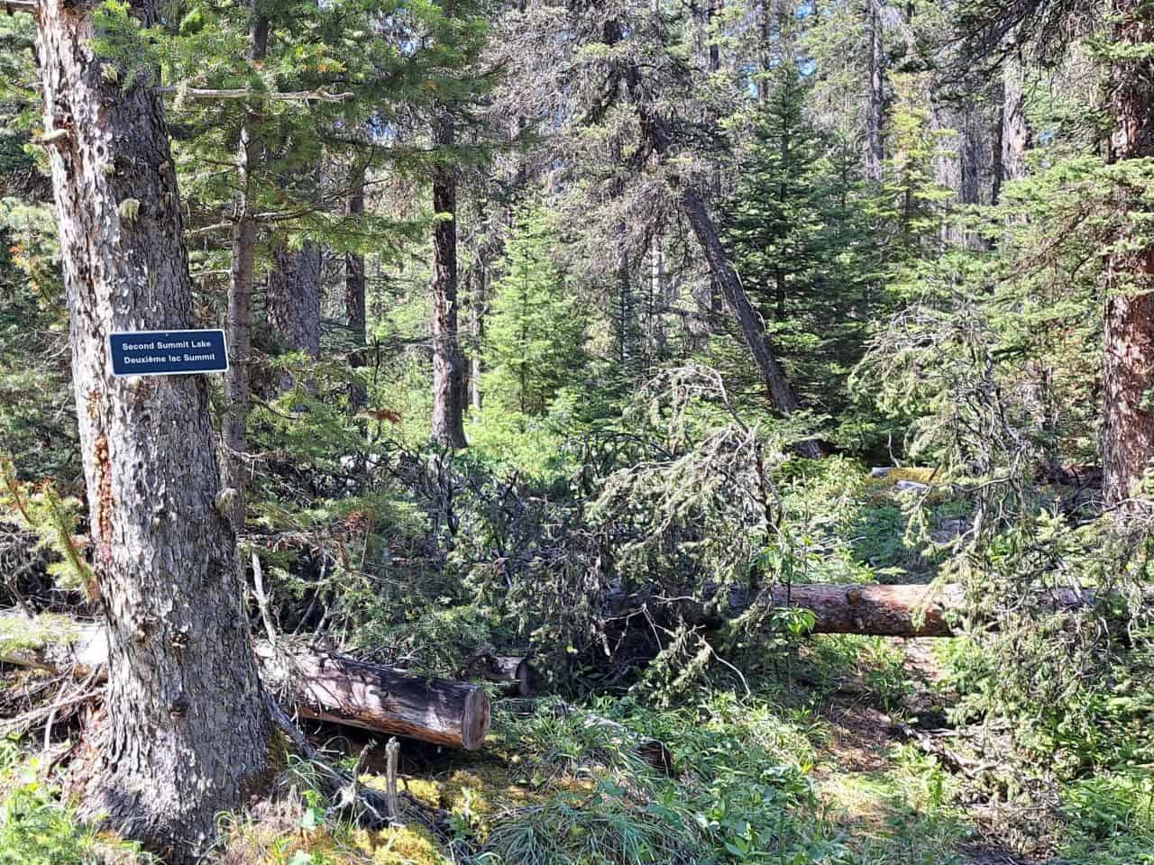 Many trees have fallen across the trail to Second Summit Lake on the Jacques Lake trail