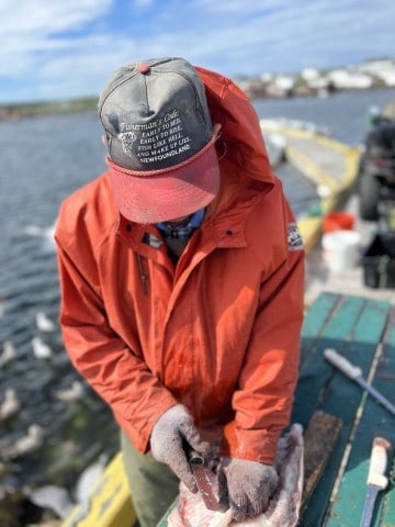 Fisherman in Tilting Fogo Island Newfoundland Canada slicing up his Cod, fish of the day.