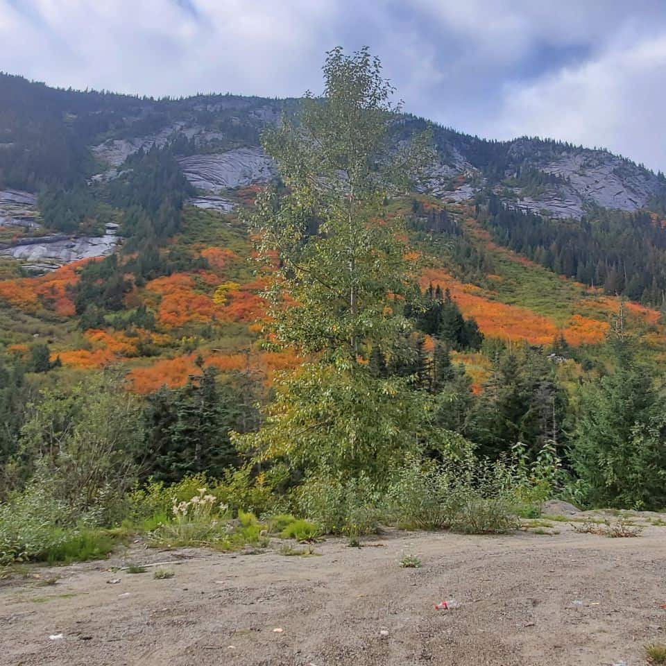 Avalanches wipe out trees. Small shrubs grow in their place. Leaves change colour in the autumn.