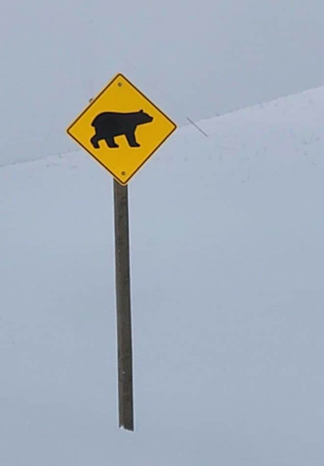 Bear sign on roadway in Alberta Canada. Drive safe