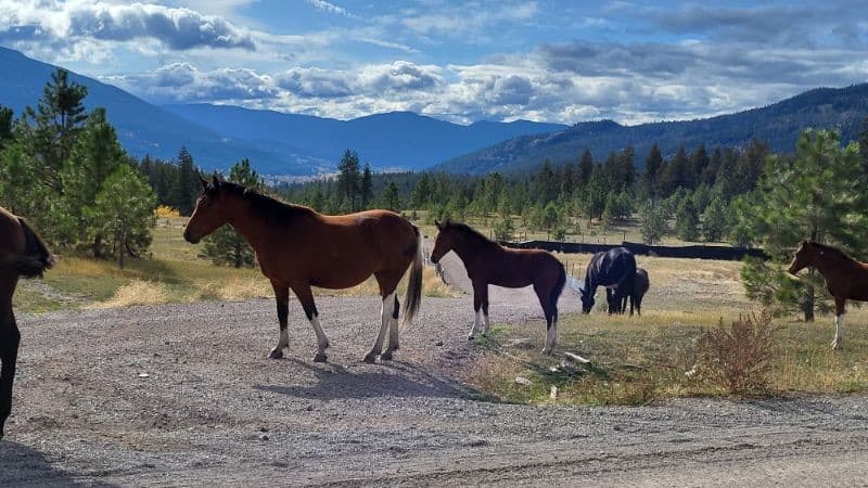 Merritt Nicola Valley BC Canada wild horses in the backcountry of British Columbia.