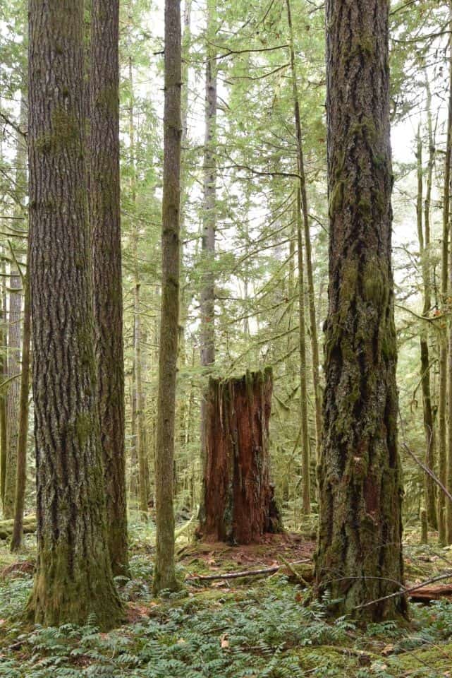 Hikers and cyclists on Vancouver Island's Cowichan Valley Rail Trail are wowed by the majesty and larger-than-life scale of the trees in the temperate rainforest that borders the path.