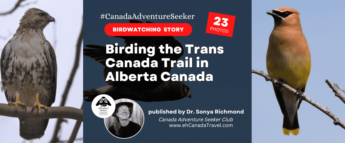 Birding the Trans Canada Trail in Alberta Canada