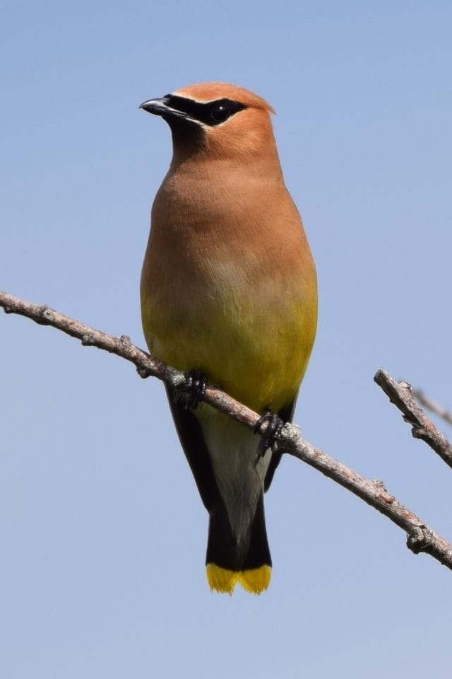 One of the highlights of our hike on the Trans Canada Canada Trail in Calgary, Alberta was visiting the Inglewood Bird Sanctuary.  Cedar Waxwings were just one of the birding highlights as we followed the trail around the lake, through the wetland, and along the river.