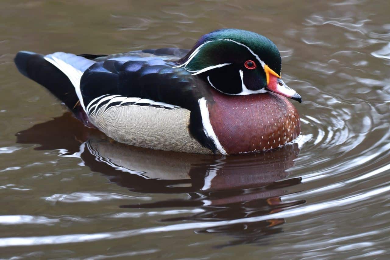 The Inglewood Bird Sanctuary and Nature Center, Calgary, Alberta, Canada is a birding hotspot located on the banks of the Bow River in the heart of the city.  Wood Ducks are just one of the birding highlights the whole family can enjoy.