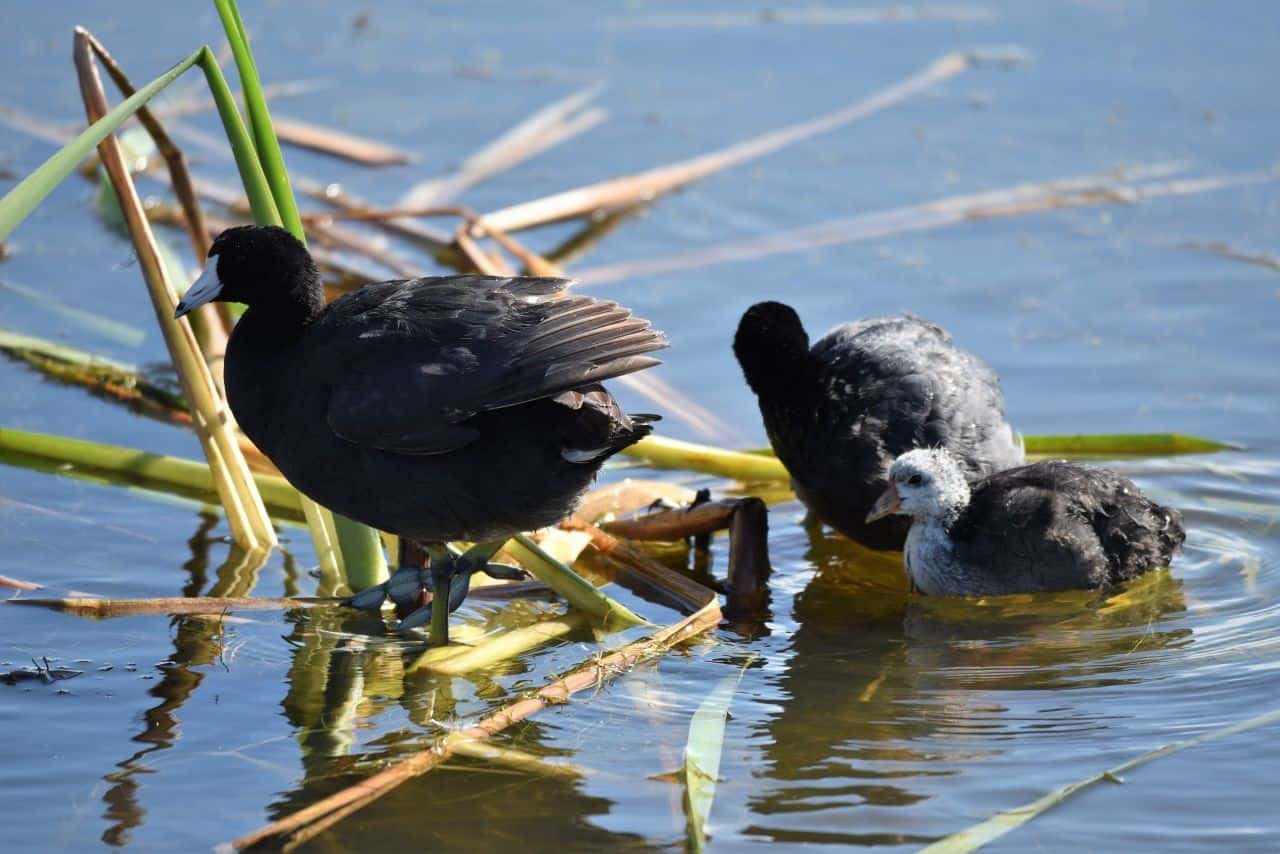 Birders, hikers, and cyclists on the Telford Lake Trail, Leduc, AB don't need their binoculars to enjoy close-up views of American Coot families and other waterbirds from the boardwalks and wooden lookouts around the lake.
