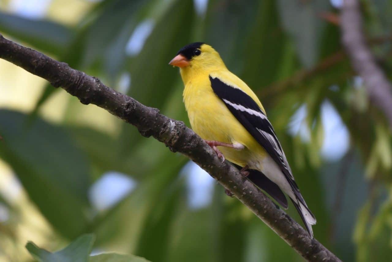 The Gaetz Lakes Sanctuary in Red Deer, Alberta is a hidden birding gem located on the Waskasoo Trail System.  Waterfowl, forest songbirds, and colourful birds like American Goldfinches provide birding highlights along the 5 km of pathways through the nature sanctuary.