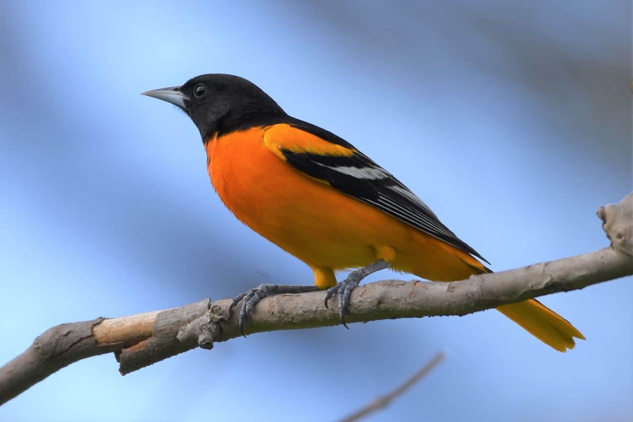 Glenbow Ranch Provincial Park, Cochrane, Alberta was a bird watching highlight for us on the Trans Canada Trail in Alberta, Canada.  Baltimore Orioles were among our favourite sightings.