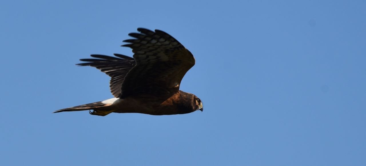 Glenbow Ranch Provincial Park, Cochrance, Alberta is a family friendly spot to experience nature, view wildlife, and watch birds, including raptors like this Northern Harrier, who was circling above the Bow River.