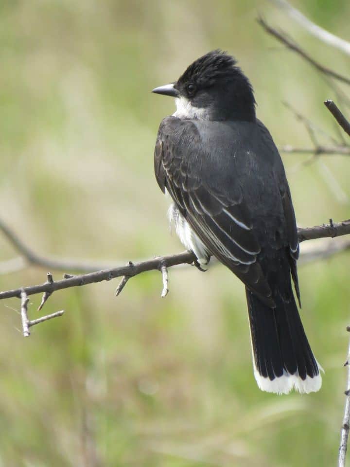 Birding the Inglewood Bird Sanctuary, Calgary, Alberta, Canada is a worthwhile experience, offering novice and expert hikers opportunities to see gulls, waterfowl, woodpeckers, forest birds, and marsh species like this Eastern Kingbird.