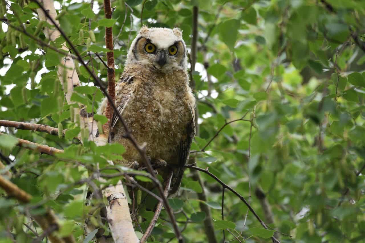A major birding highlight while hiking the Iron Horse Trail in Alberta, Canada was seeing a huge, fluffy, Great Horned Owl fledgling perched by the side of the trail.