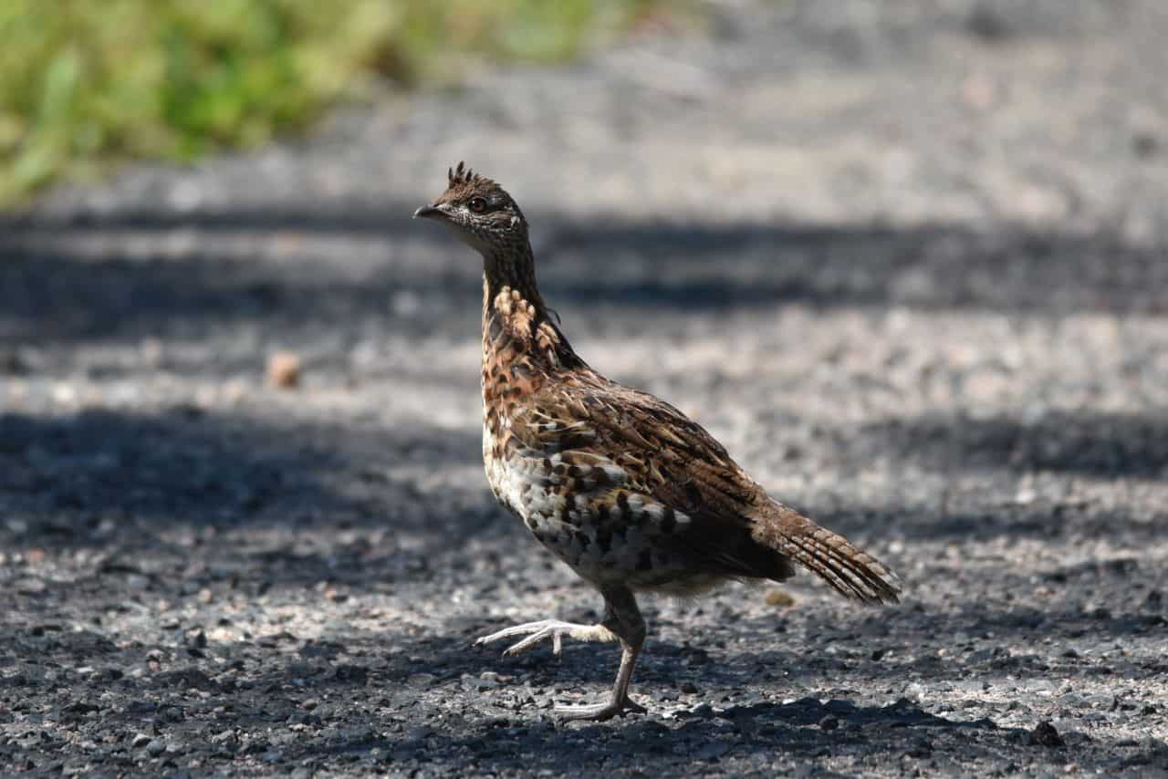 Another bird watching highlight of hiking the High Rockies Trail at Lower Kananaskis Lake in Peter Lougheed Provincial Park Alberta was seeing Ruffed Grouse.  Telling the difference between Ruffed and Spruce Grouse became a game.