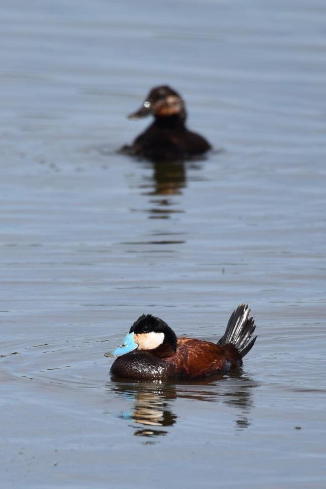 The comical courtship displays and bright blue bills of Ruddy Ducks entertain families, hikers, joggers, bicyclists, and paddlers on the Telford Lake, Leduc, Alberta, Canada.
