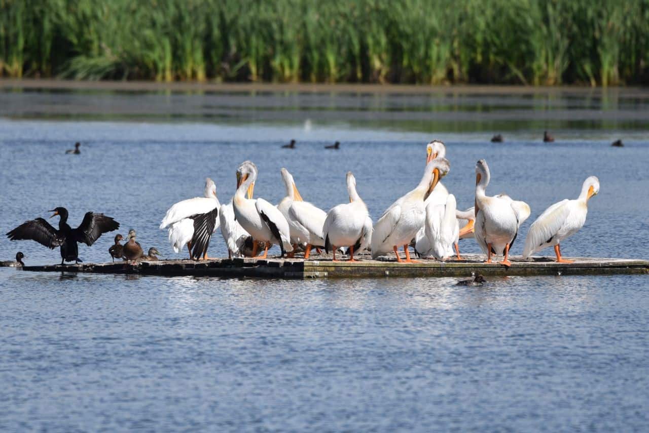 Did you a raft of pelicans is called a pod?  American White Pelicans are just one of the 140 bird species visitors to the Telford Lake Trail, Leduc, Alberta can enjoy watching as they circle the lake at this underappreciated birding hotspot.