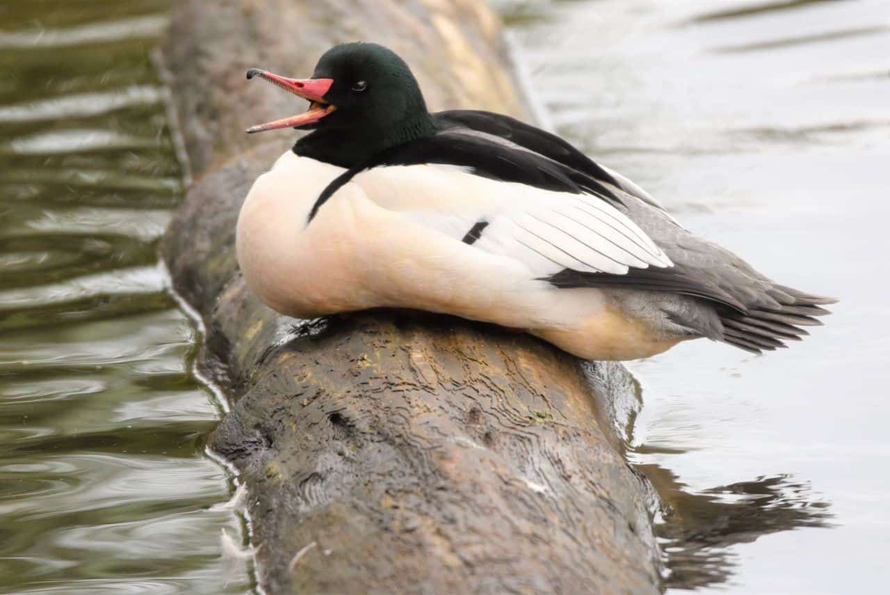 Glenbow Ranch Provincial Park, Alberta, Canada is a stunning and underappreciated birding hotspots on the Trans Canada Trail in Alberta.  Common Mergansers are just one of the waterfowl species we saw.