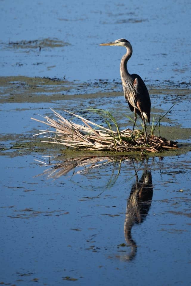 A huge wide of vareity of bird species in the lakes, marshes, and boreal forest around Cold Lake, Alberta, located on the Iron Horse Trail, makes this a birding hotspot.  Great Blue Herons are just one of over 220 species reported in Cold Lake, AB.