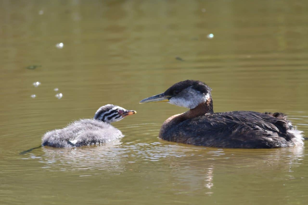 The Telford Lake Trail is a family-friendly urban pathway around Telford Lake, Leduc, AB.  It is also a birding hotspot, offering close-up views of many bird species, including Red-necked Grebe families in summer.