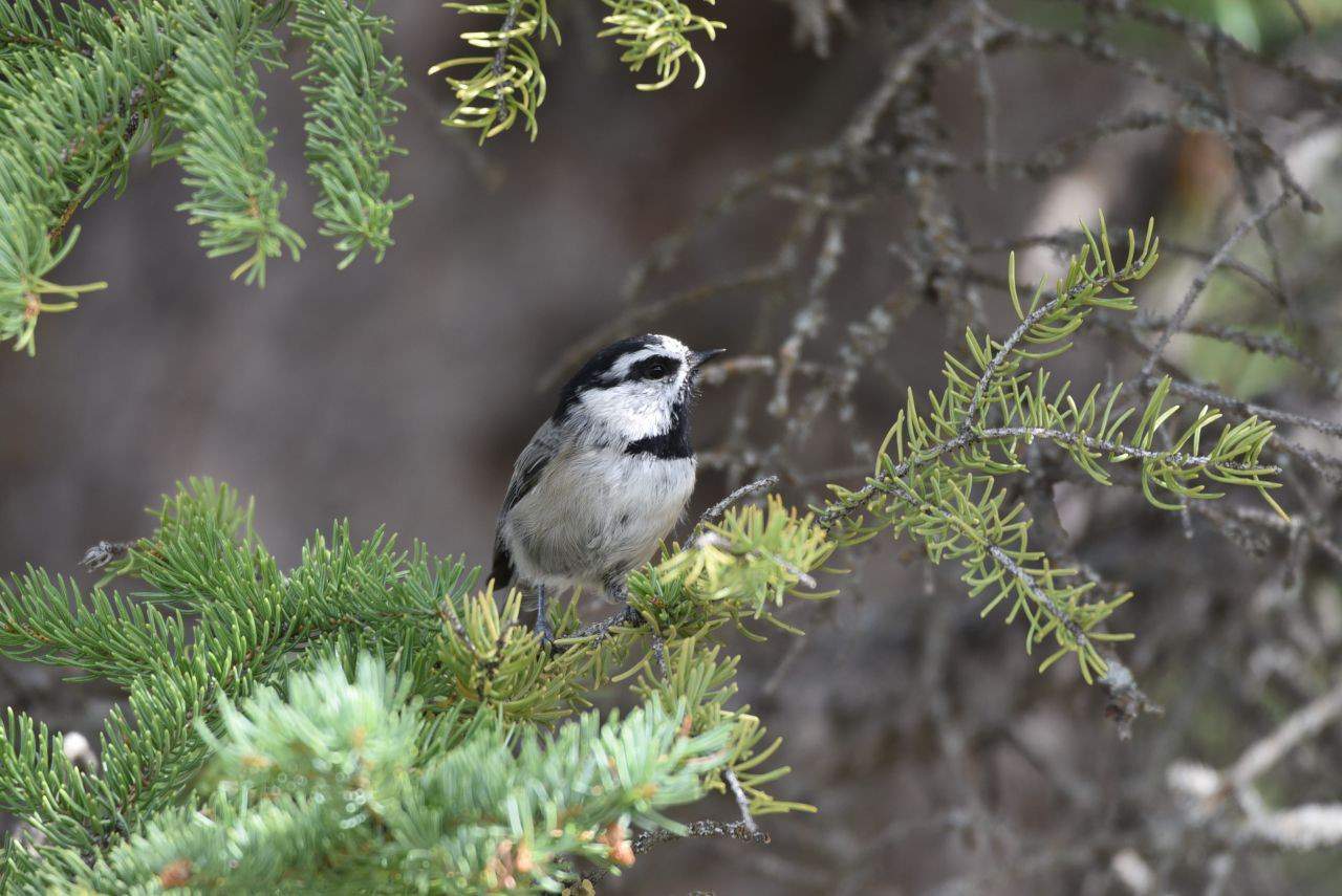 Over 171 bird species have been reported on eBird at Lac des Arcs, Bow Valley Wildland Park, Alberta, Canada.  Highlights for us included west coast birds and mountain species, like these gregarious Mountain Chickadees.