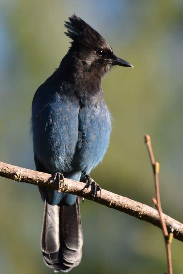As we hiked west across Canada on the Trans Canada Trail we spotted our first Steller's Jays on the High Rockies Trail near Lower Kananaskis Lake, Peter Lougheed Provincial Park, Alberta, Canada.
