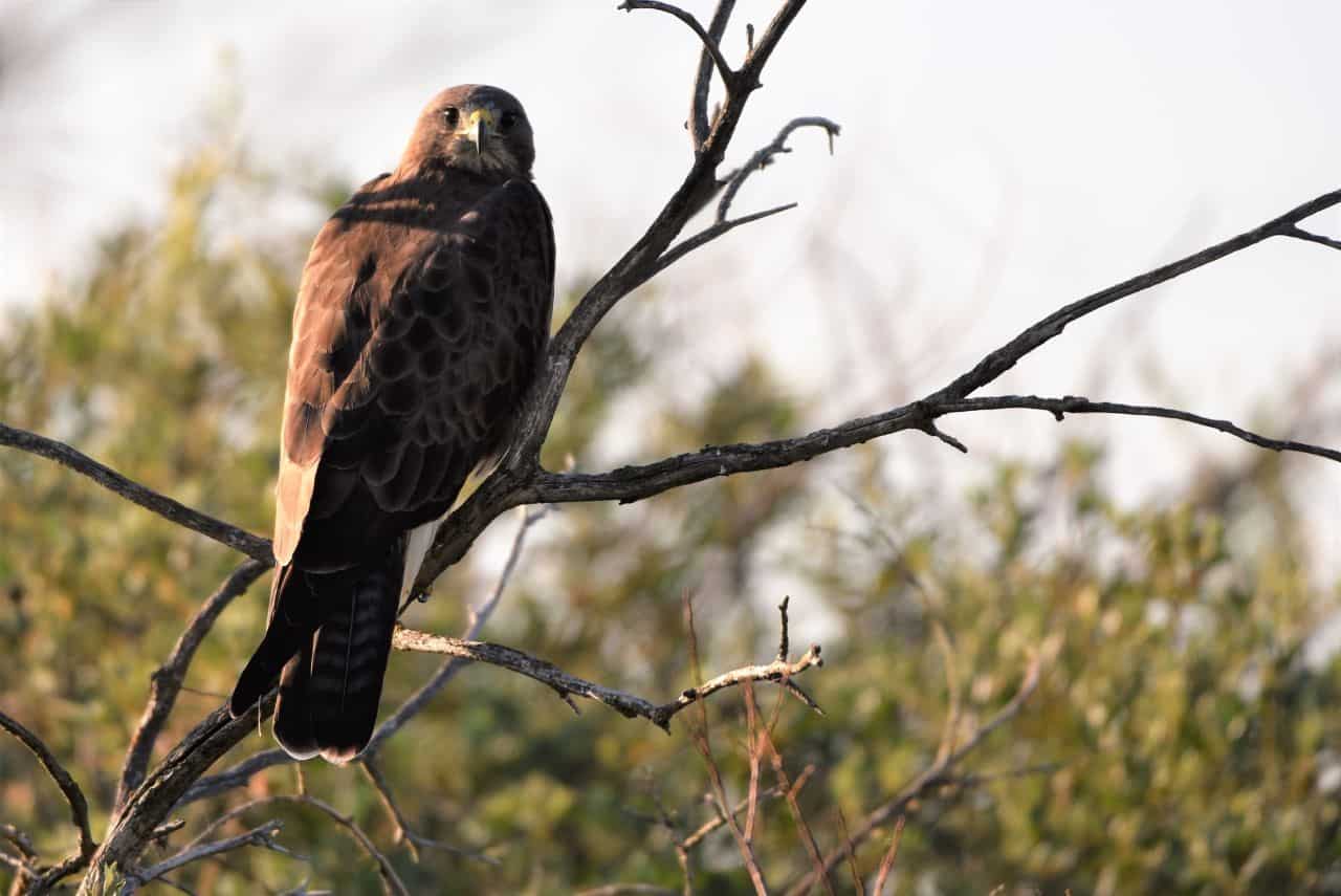 The Meadowlark Trail, Beiseker, Alberta Canada is an underappreciated birding hotspot on the Trans Canada Trail.  Along with grassland birds, this 10 km trail is a great place to spot raptors and hawks, like this Swainson's Hawk.